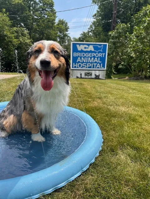 VCA Bridgeport Animal Hospital 2