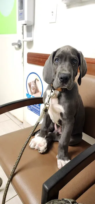 VCA Bridgeport Animal Hospital 1