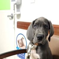 VCA Bridgeport Animal Hospital ico
