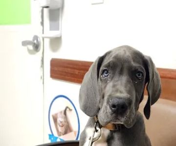 VCA Bridgeport Animal Hospital