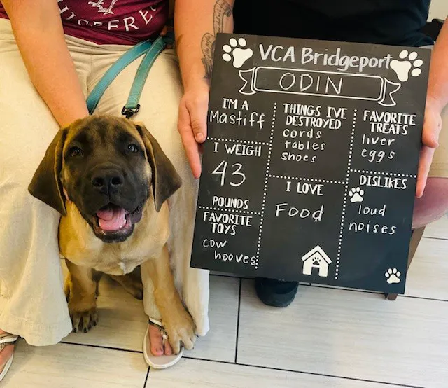 VCA Bridgeport Animal Hospital 4