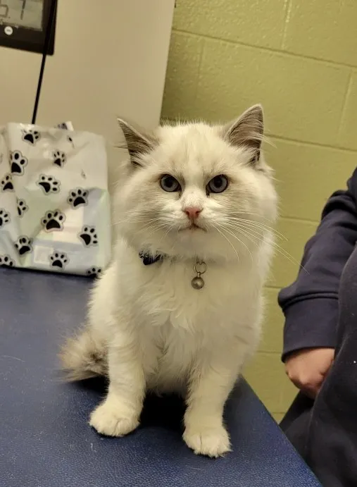 VCA Bridgeport Animal Hospital 9