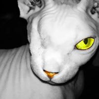Red Rose Pet Care Center ico