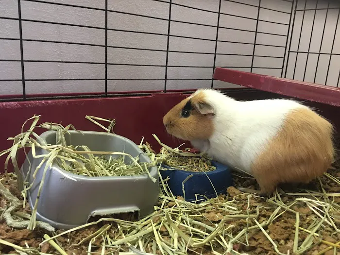 Red Rose Pet Care Center 8