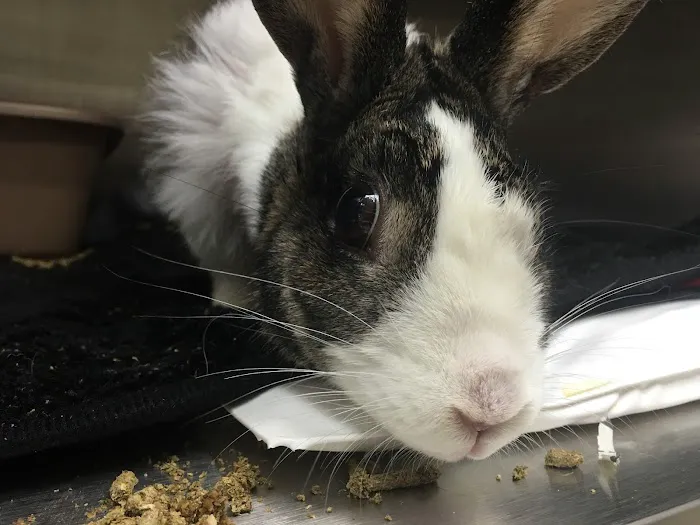 Red Rose Pet Care Center 5