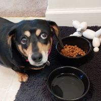 Willow Street Animal Hospital: Olson Marc DVM ico