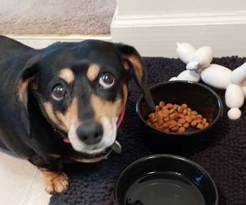 Willow Street Animal Hospital: Olson Marc DVM