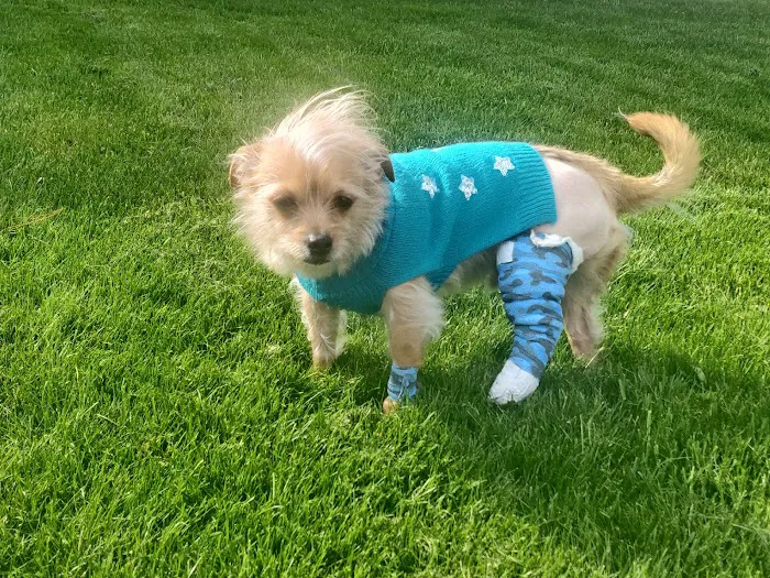 Animal Hospital of Willow Street 7