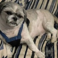 Animal Hospital of Willow Street ico