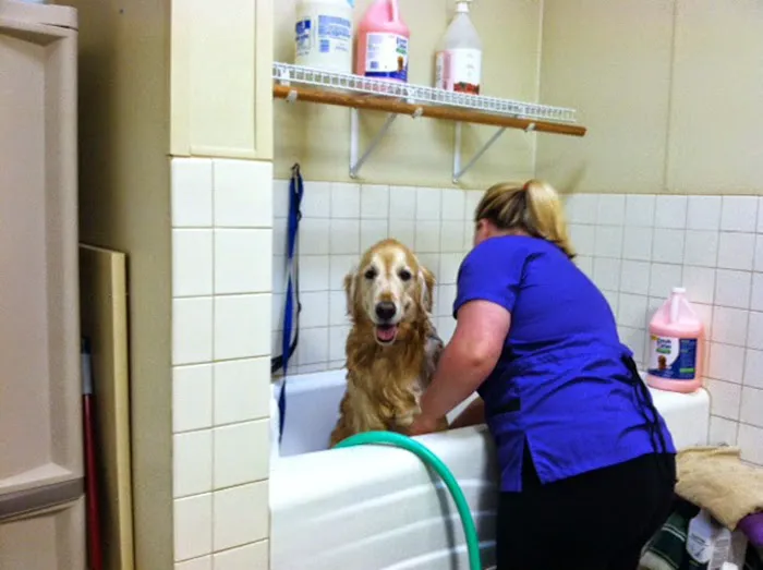VCA Sinking Spring Animal Hospital 10