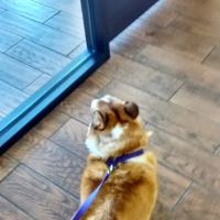 Friendly Paws Vet Clinic ico