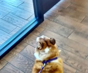 Friendly Paws Vet Clinic