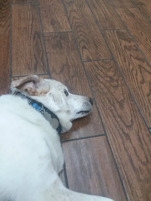 Friendly Paws Vet Clinic 9