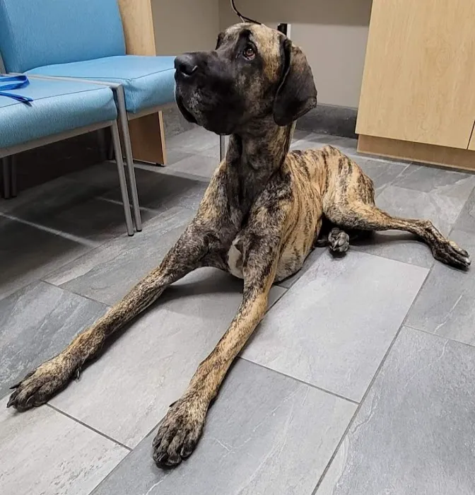 Friendly Paws Vet Clinic 5
