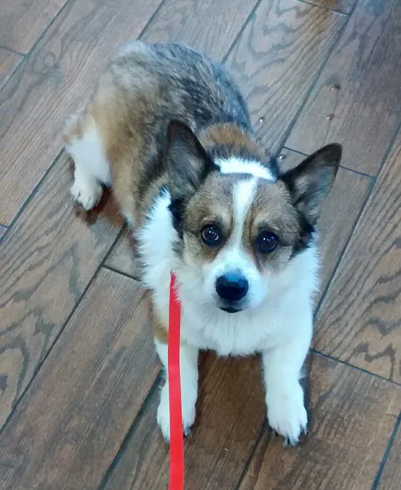 Friendly Paws Vet Clinic 2