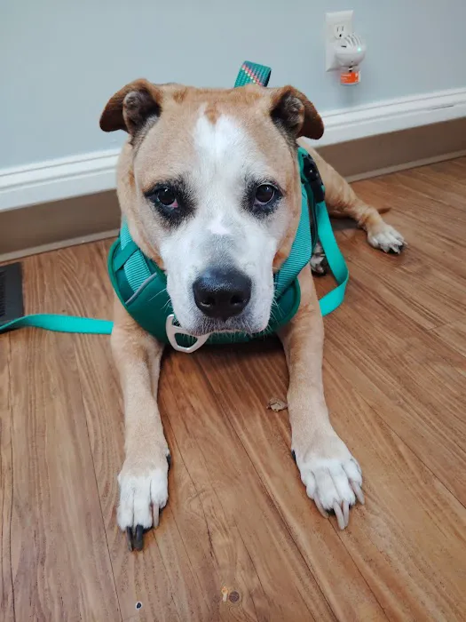 Friendly Paws Vet Clinic 6