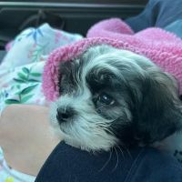 PetVet Vaccination Clinic ico