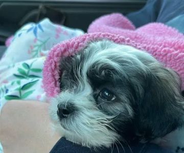 PetVet Vaccination Clinic