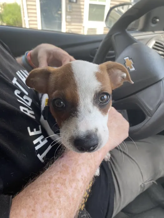PetVet Vaccination Clinic 7