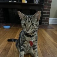 Vetco Total Care Animal Hospital ico