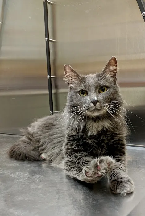 Middletown Veterinary Hospital 2