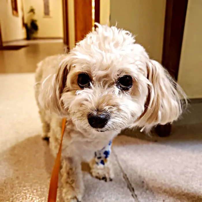 Middletown Veterinary Hospital 9