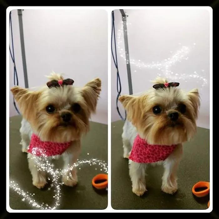 Middletown Veterinary Hospital 5