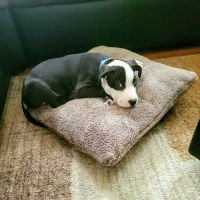 Middletown Veterinary Hospital ico