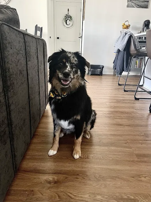 Companion Animal Veterinary Associates, LLC 3