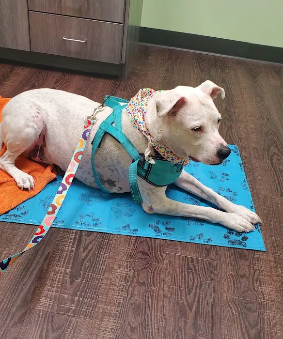 Companion Animal Veterinary Associates, LLC 6