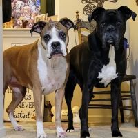 River Hills Veterinary Hospital ico