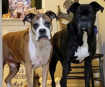 River Hills Veterinary Hospital