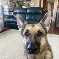 Churchville Veterinary Clinic ico
