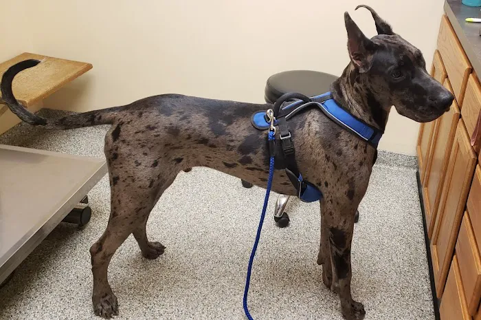 Churchville Veterinary Clinic 6