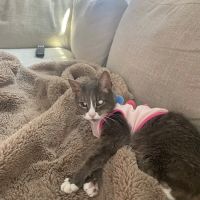 Bay Animal Hospital ico