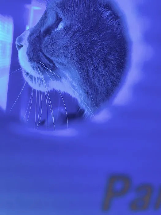 Bay Animal Hospital 4