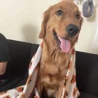 Small Animal Veterinary Services, LLC ico