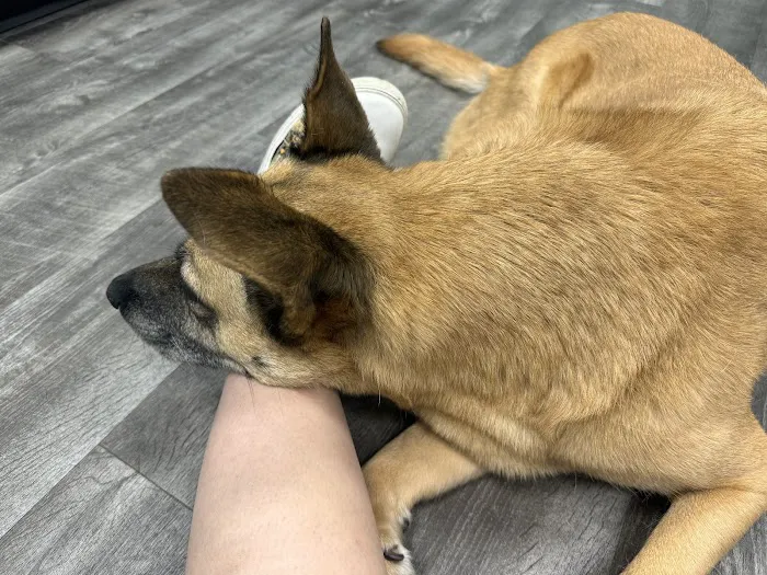 Small Animal Veterinary Services, LLC 10