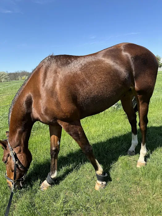 Willow Creek Equine Veterinary Services 2
