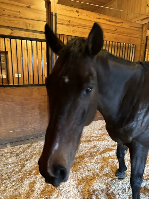 Willow Creek Equine Veterinary Services 1