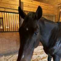 Willow Creek Equine Veterinary Services ico