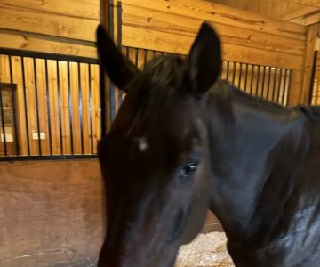 Willow Creek Equine Veterinary Services