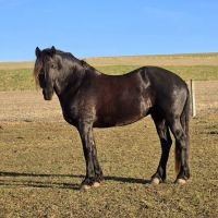 Lutz Veterinary Service ico