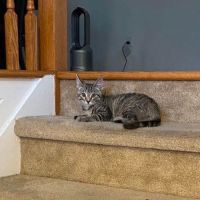 Animal Alliance of Cape May County ico