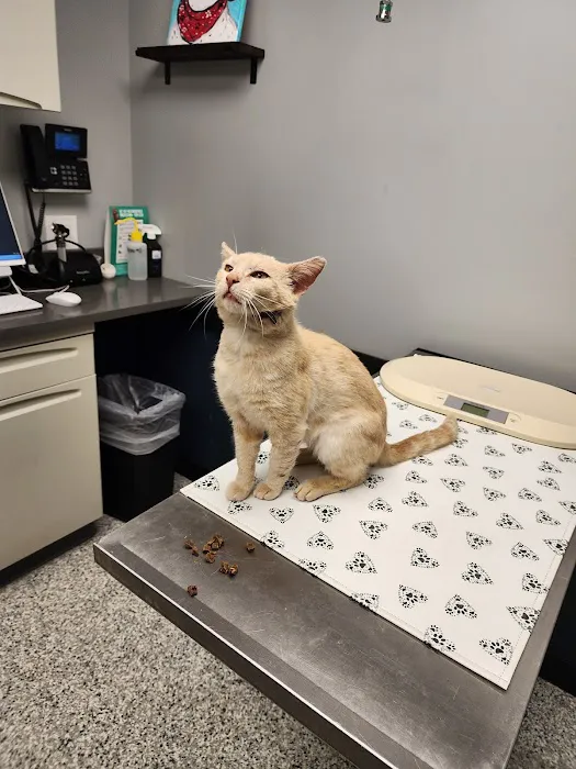 Cape Veterinary Hospital 1