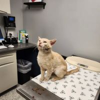 Cape Veterinary Hospital ico