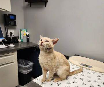 Cape Veterinary Hospital
