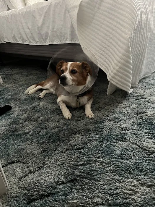 Cape Veterinary Hospital 8