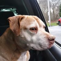 Parkway Veterinary Hospital ico