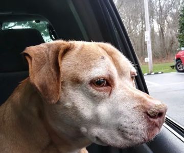 Parkway Veterinary Hospital